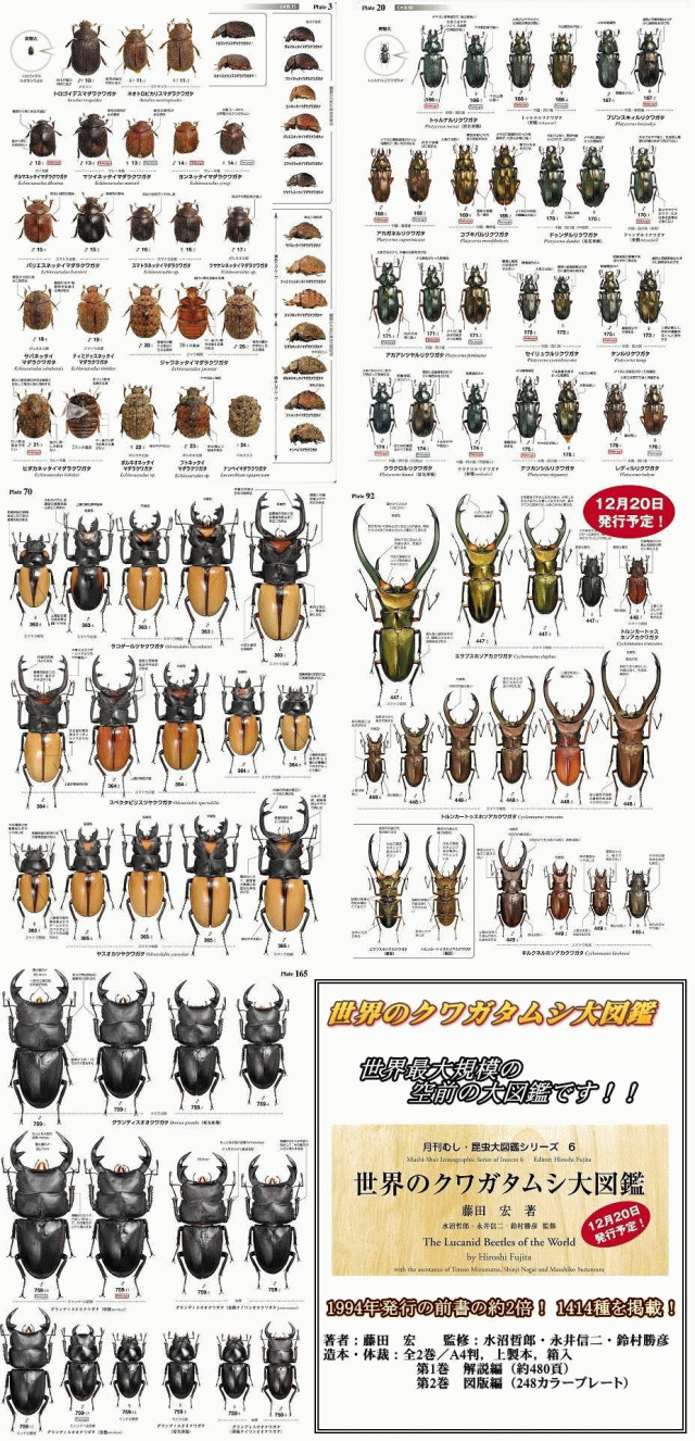 新規購入 世界のクワガタムシ大図鑑 むし社 昆虫 - www.cfch.org