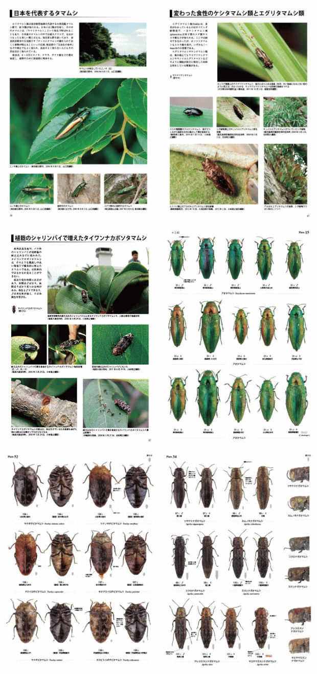 昆虫標本 台湾産昆虫8種類9匹 30年前台北空港購入経年変化有